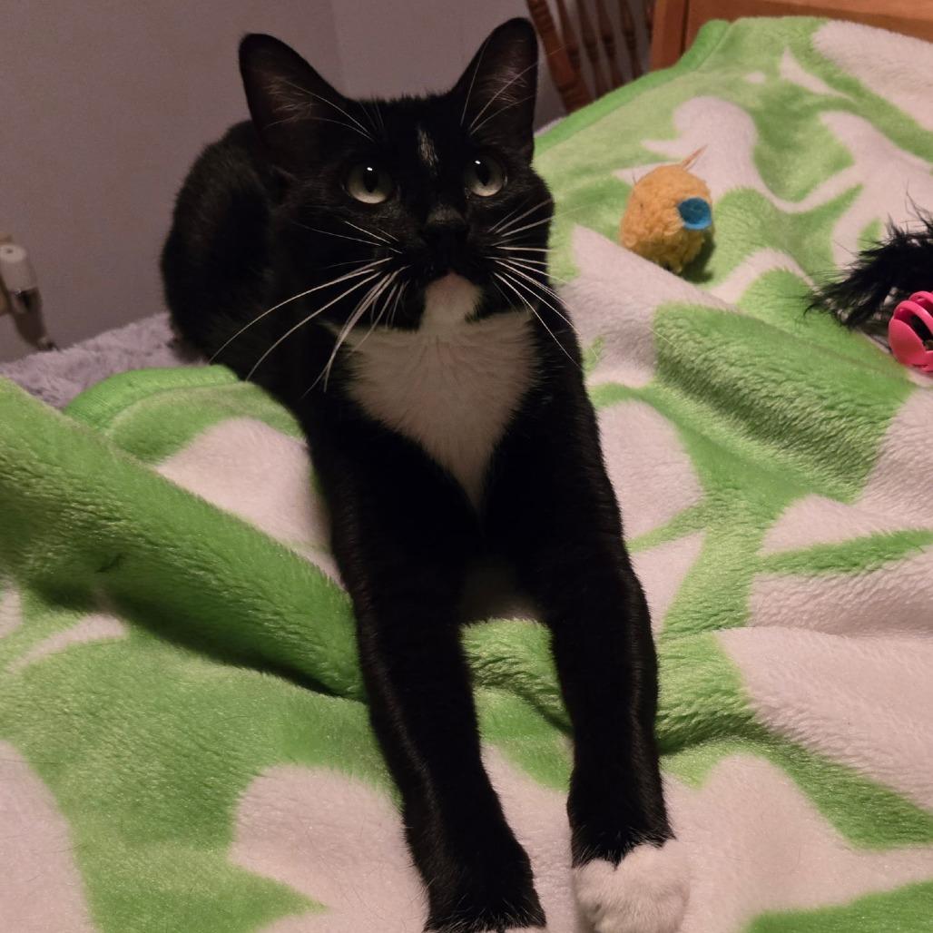 Enlarge Minka C12412, a Adoptable Domestic Short Hair in Savage, MN image 1/5