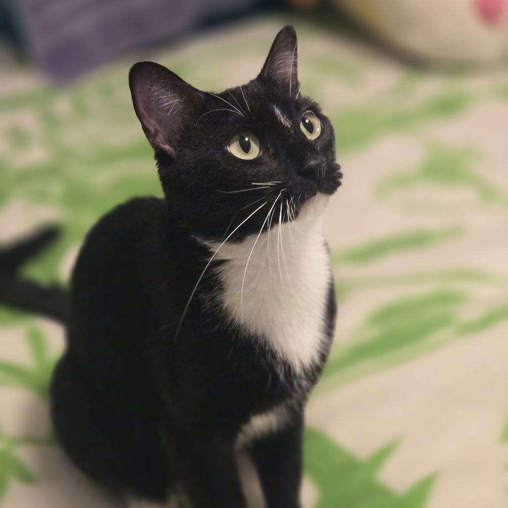 Enlarge Minka C12412, a Adoptable Domestic Short Hair in Savage, MN image 2/5