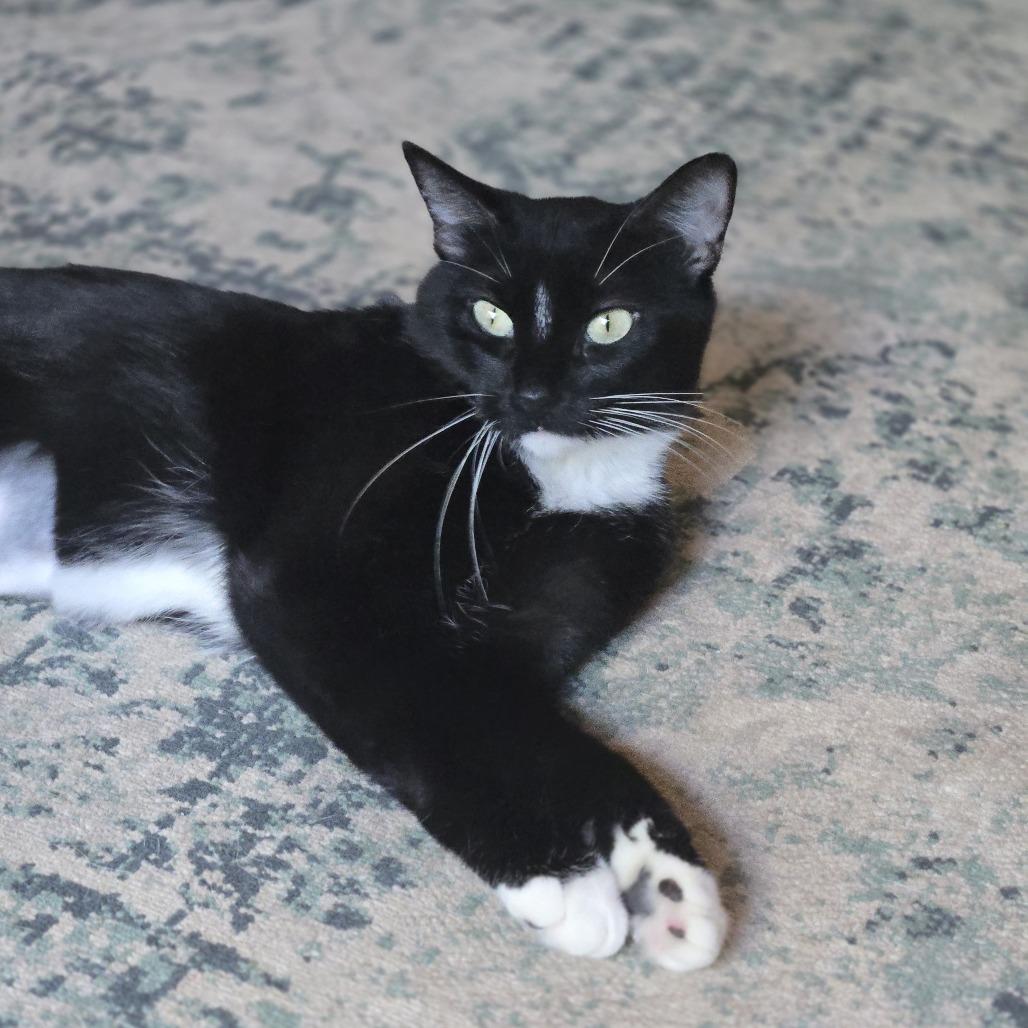 Enlarge Minka C12412, a Adoptable Domestic Short Hair in Savage, MN image 3/5