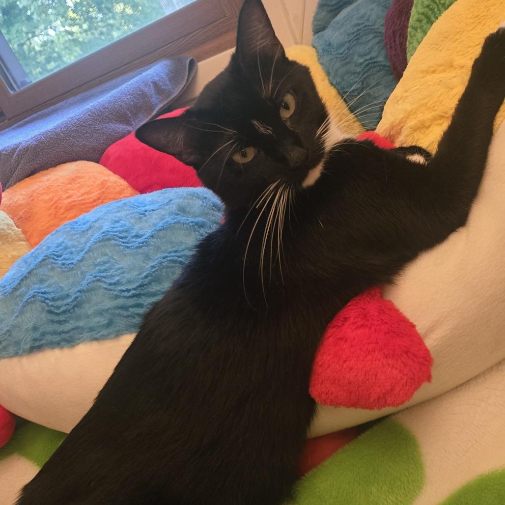 Enlarge Minka C12412, a Adoptable Domestic Short Hair in Savage, MN image 4/5