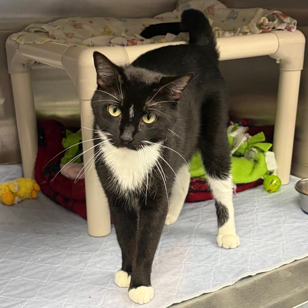 Minka C12412, Adoptable, Adult Female Domestic Short Hair.