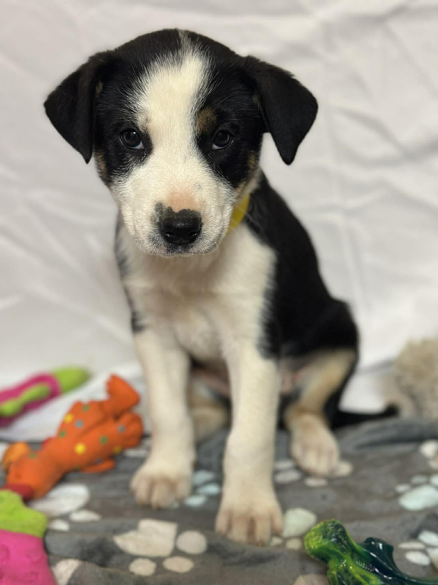 Juno EG in MS Butt $699, Adopted, Puppy Female Labrador Retriever.