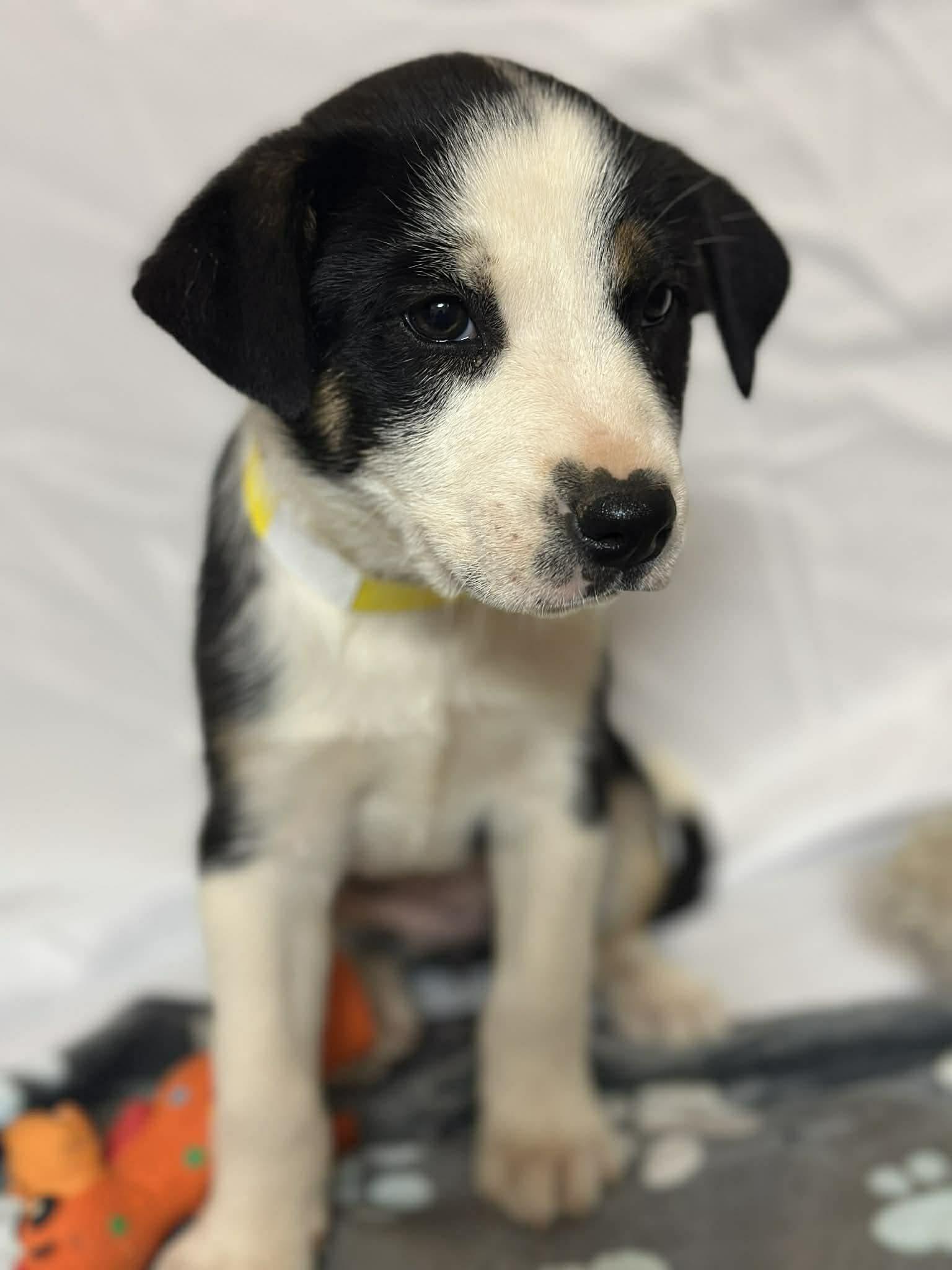 Enlarge Juno EG in MS Butt $699, a Adopted Labrador Retriever in Warwick, RI image 2/3