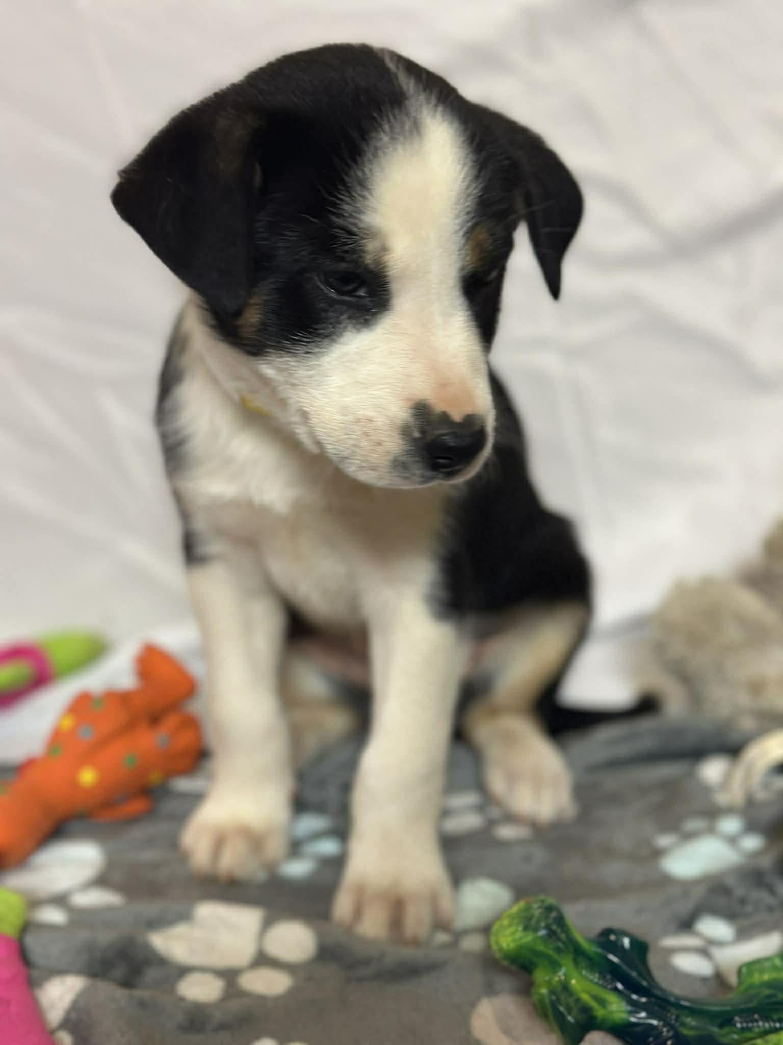 Enlarge Juno EG in MS Butt $699, a Adopted Labrador Retriever in Warwick, RI image 3/3