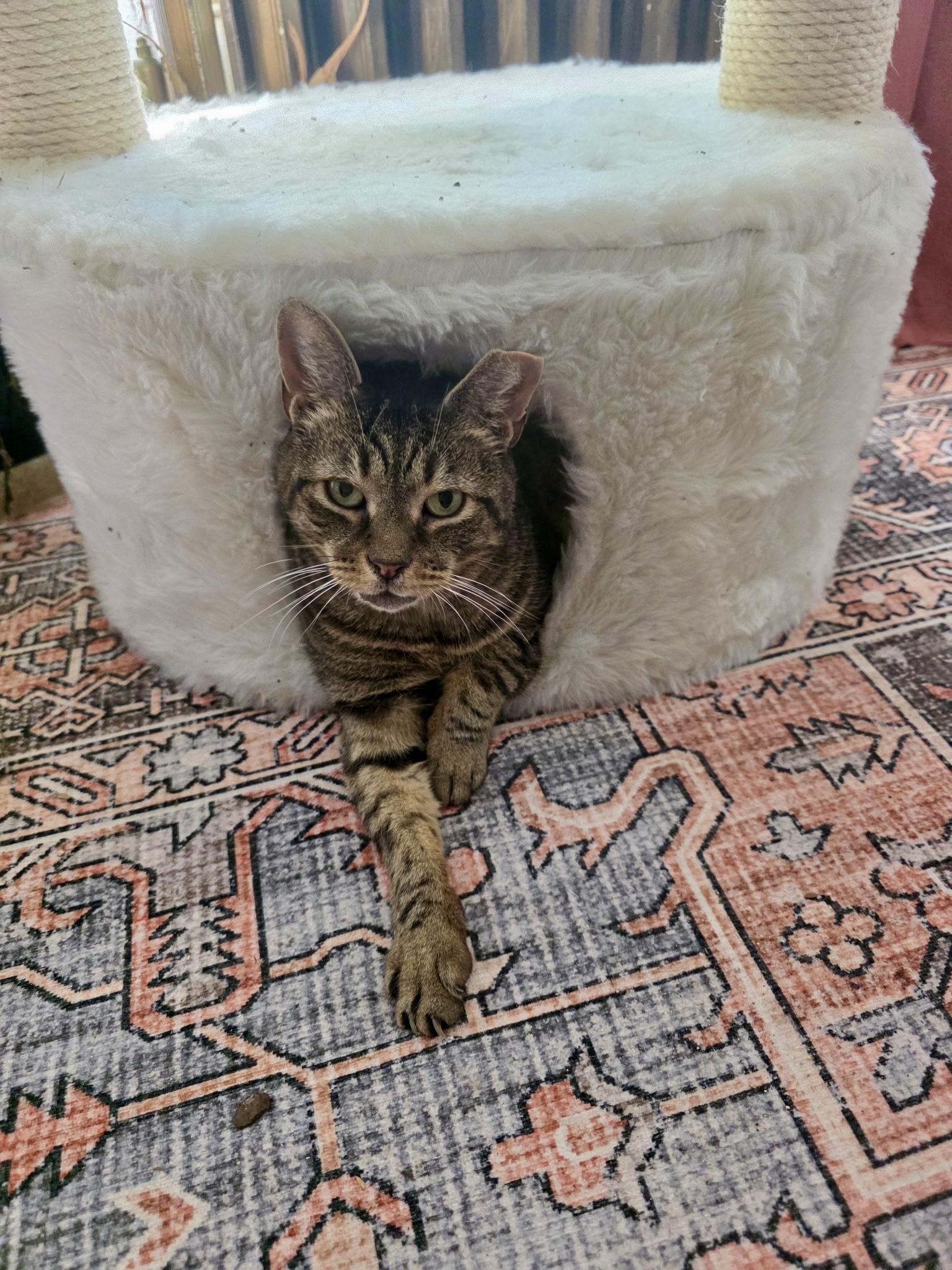 Enlarge Piccolo, a Adoptable Domestic Short Hair in Brooklyn, NY image 5/6