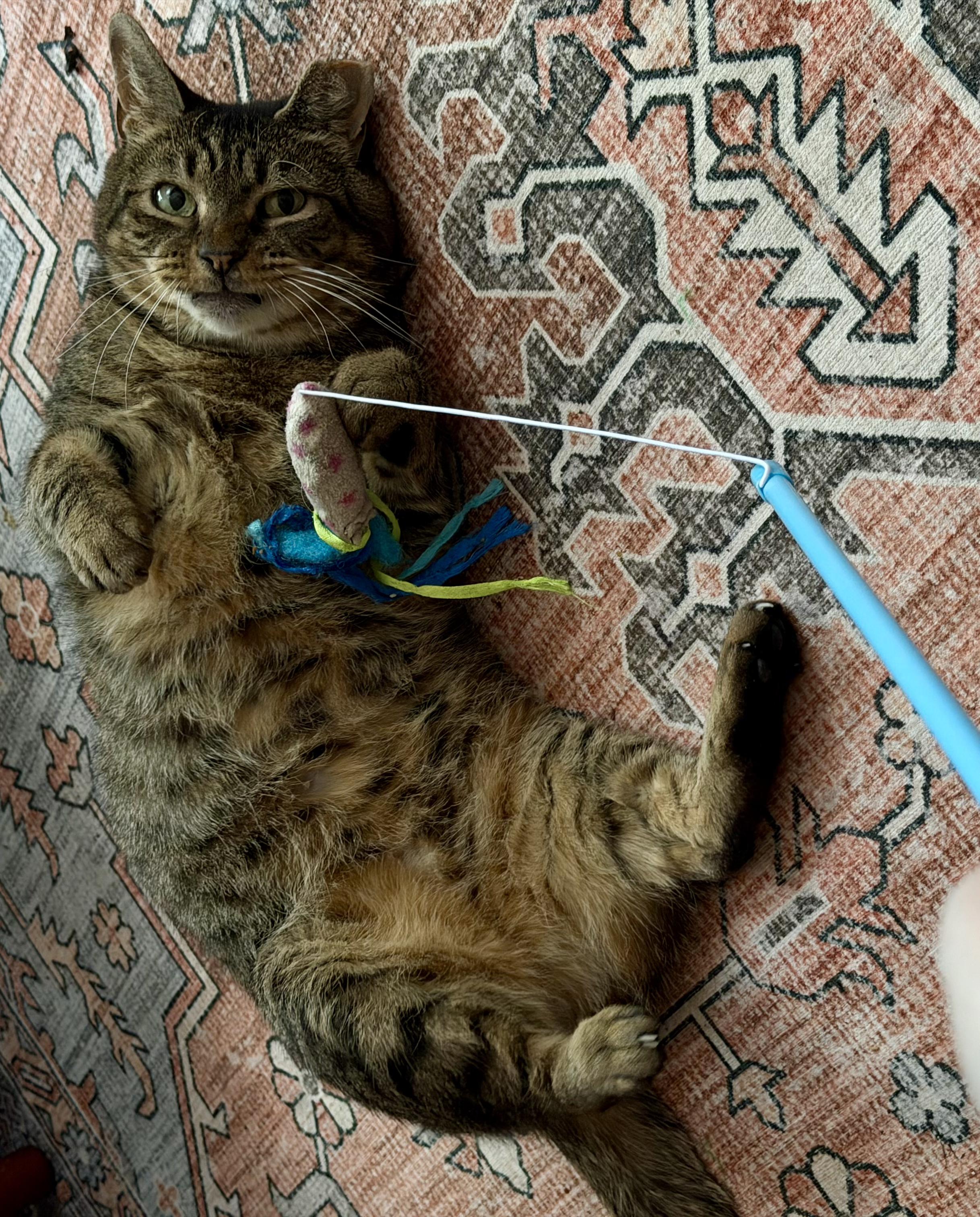 Enlarge Piccolo, a Adoptable Domestic Short Hair in Brooklyn, NY image 6/6