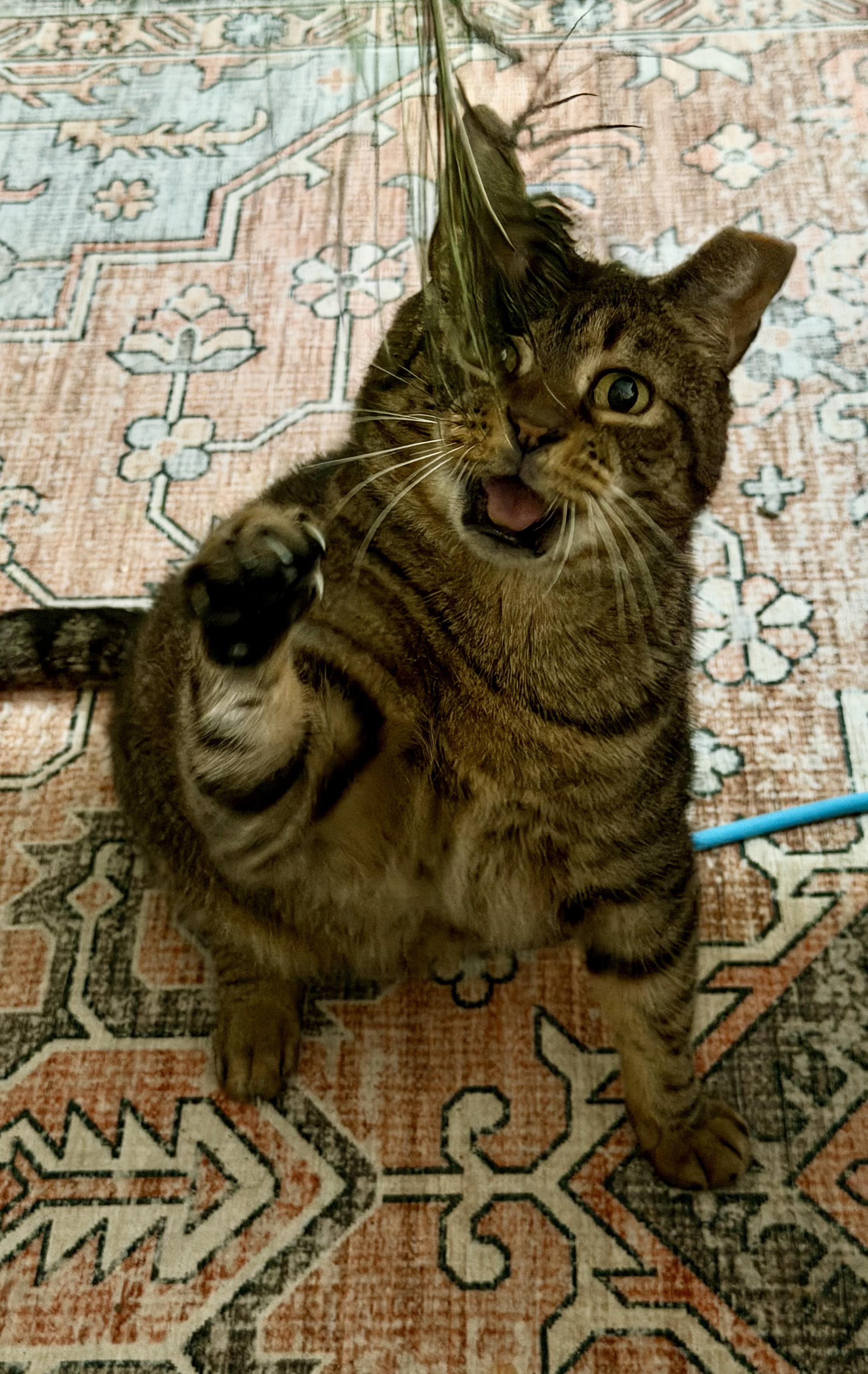 Enlarge Piccolo, a Adoptable Domestic Short Hair in Brooklyn, NY image 4/6