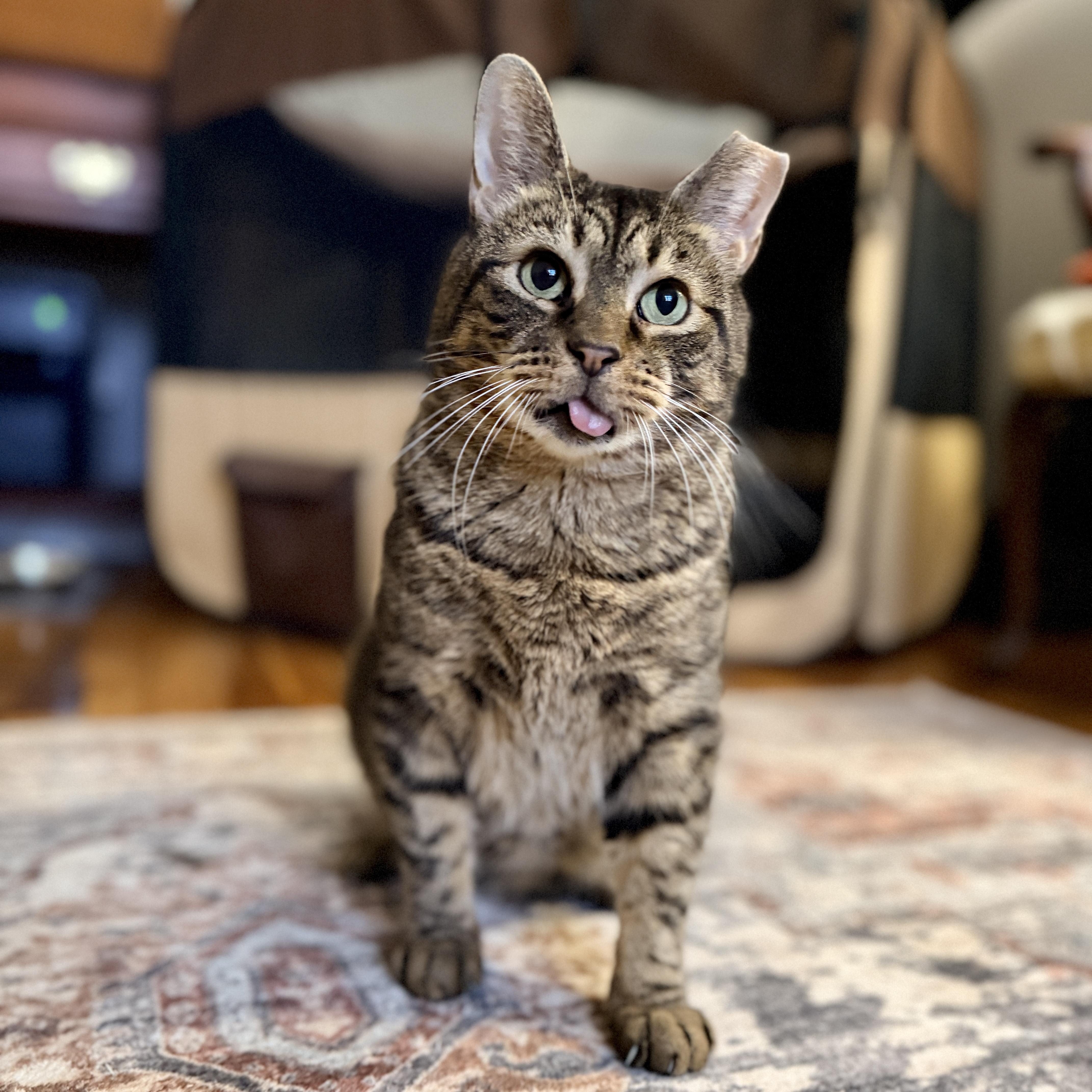 Piccolo, Adoptable, Senior Male Domestic Short Hair.