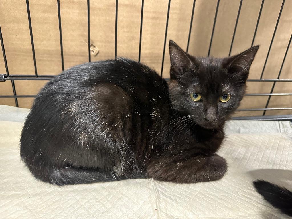 Sigma, adopted, Young Female Domestic Short Hair.
