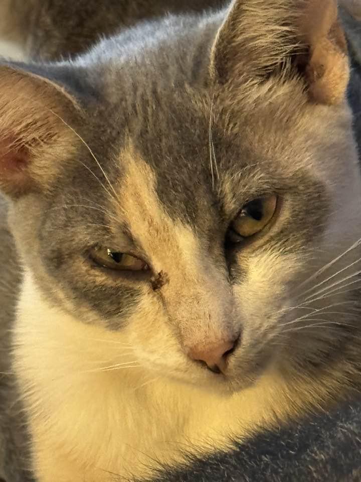 Gracie, Adoptable, Young Female Calico & Domestic Short Hair.