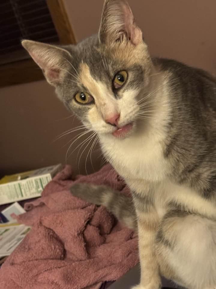 Enlarge Gracie, a Adoptable mixed breed in Ludington, MI image 2/2