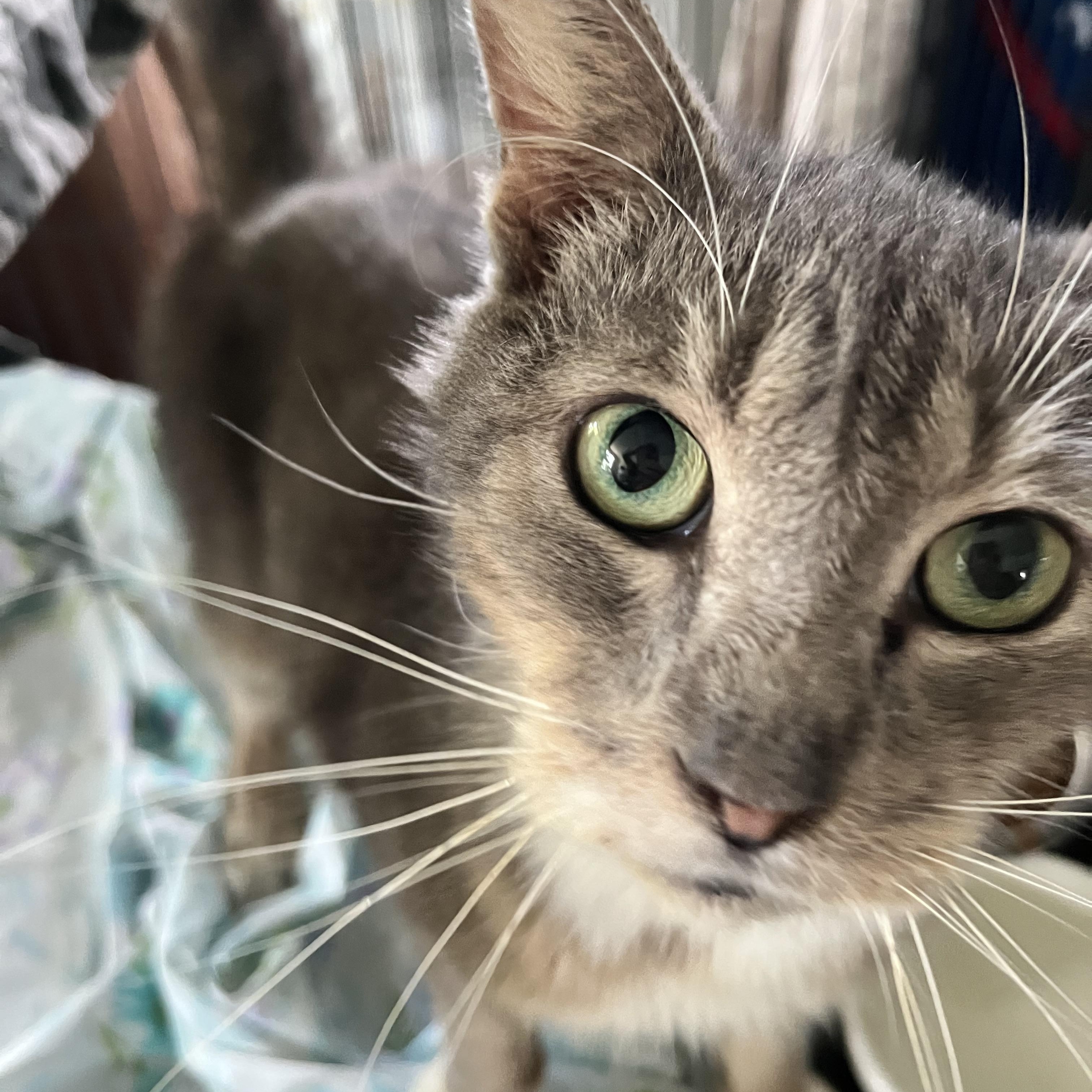 Enlarge Kevin, a Adopted Domestic Short Hair in Freeland, MI image 1/2