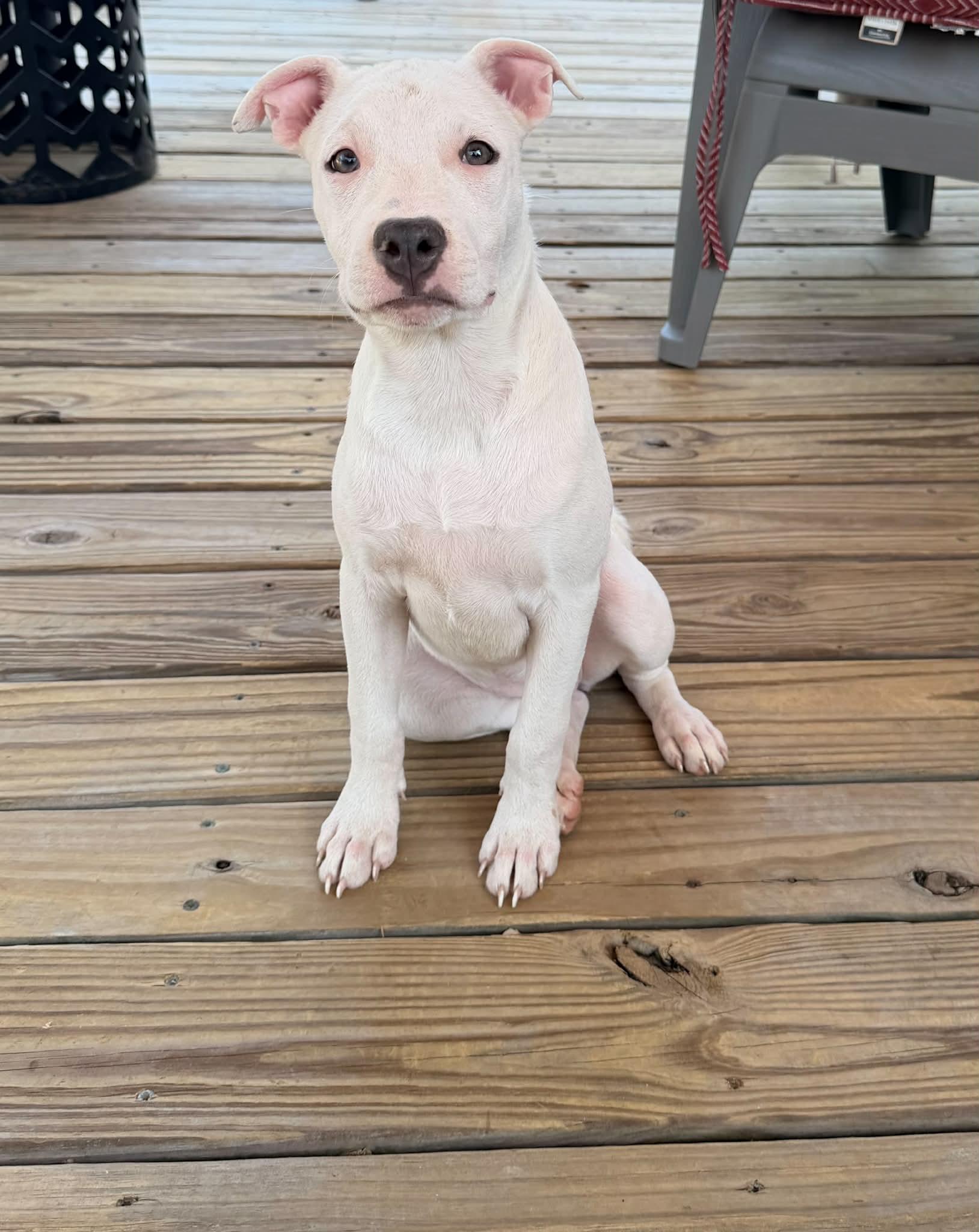 Enlarge Zoey (Kendra-fostered in New England), a Adoptable mixed breed in Warwick, RI image 4/6