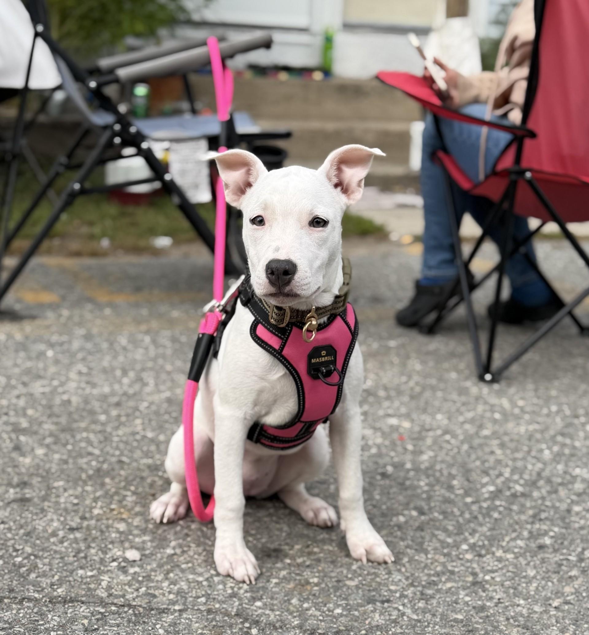 Zoey (Kendra-fostered in New England), Adoptable, Puppy Female Bull Terrier & Jack Russell Terrier.
