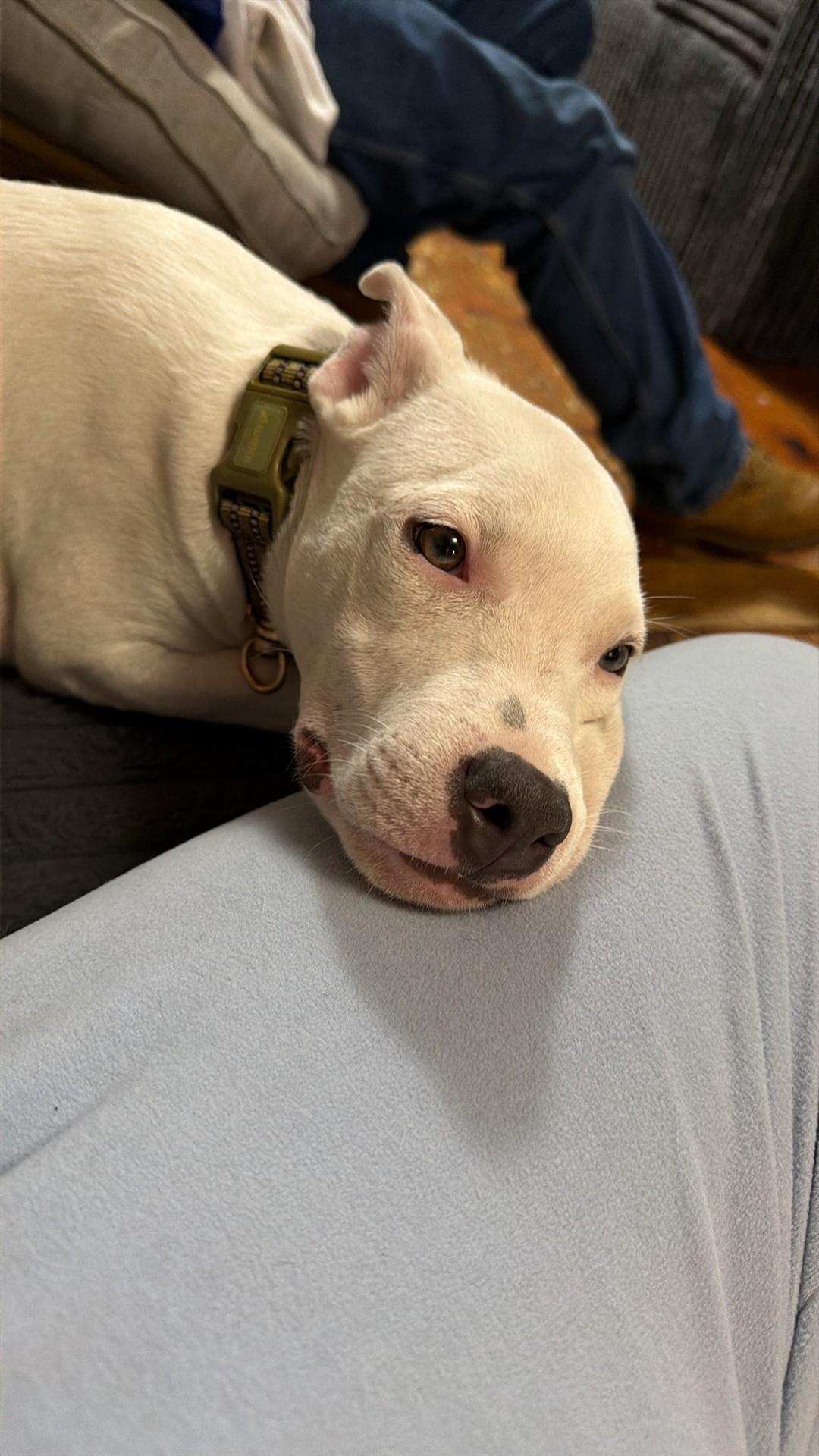 Enlarge Zoey (Kendra-fostered in New England), a Adoptable mixed breed in Warwick, RI image 3/6