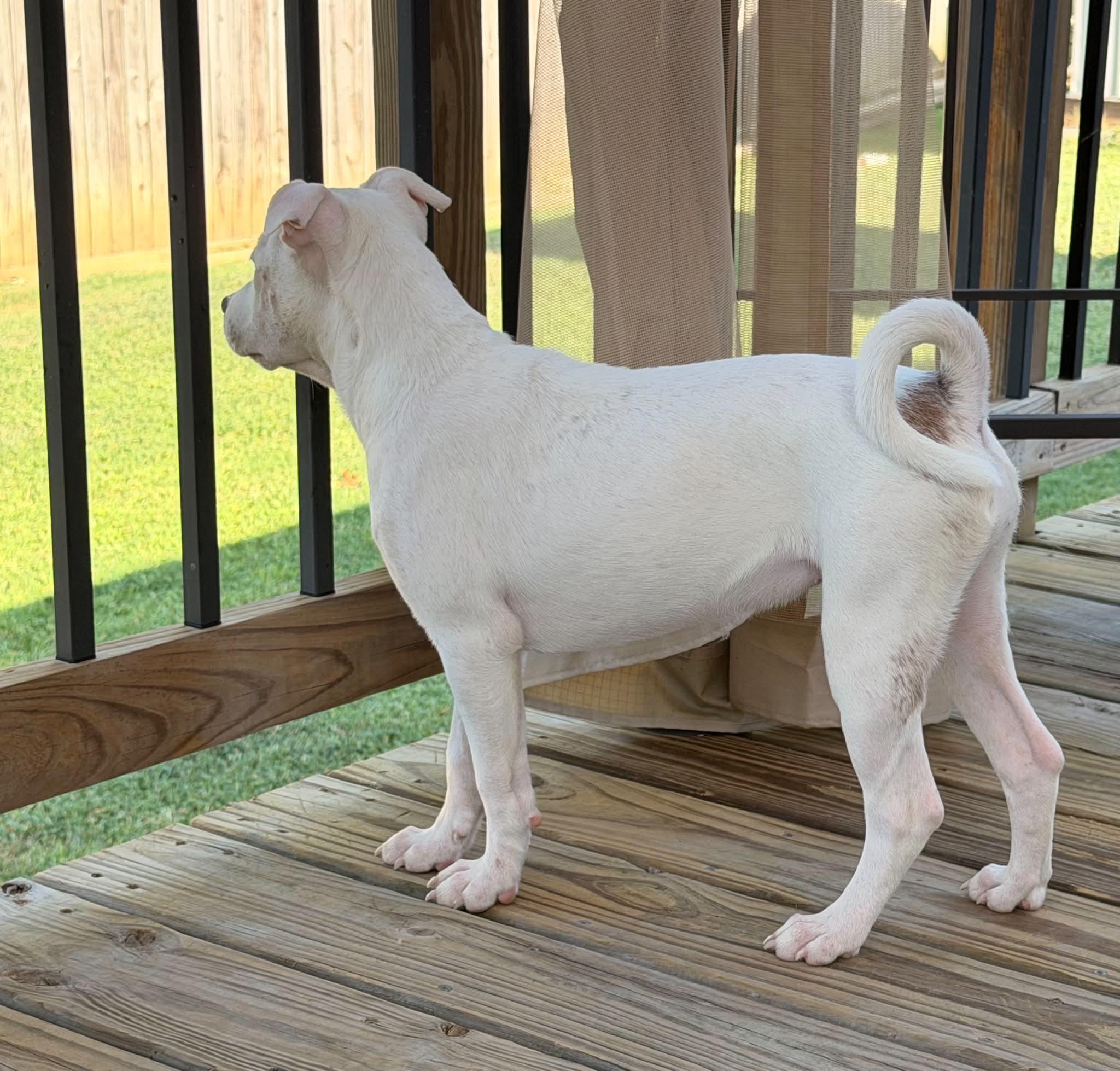 Enlarge Zoey (Kendra-fostered in New England), a Adoptable mixed breed in Warwick, RI image 5/6