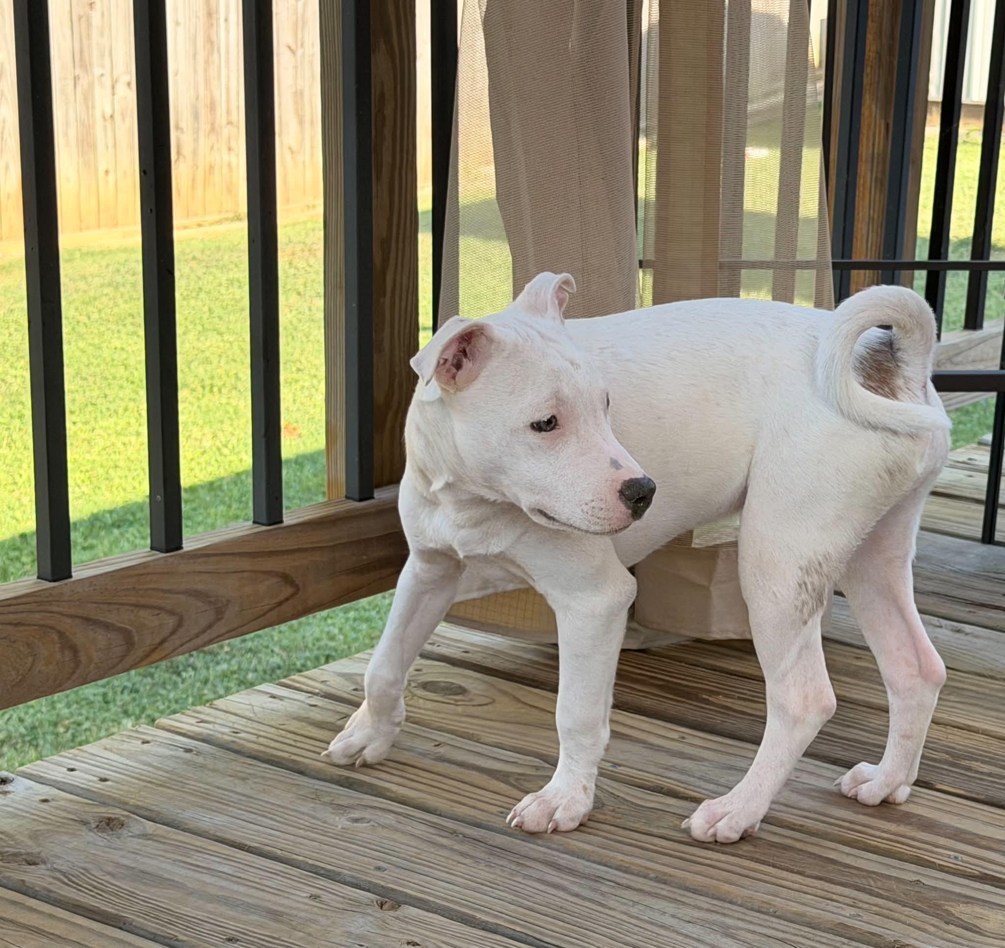Enlarge Zoey (Kendra-fostered in New England), a Adoptable mixed breed in Warwick, RI image 6/6