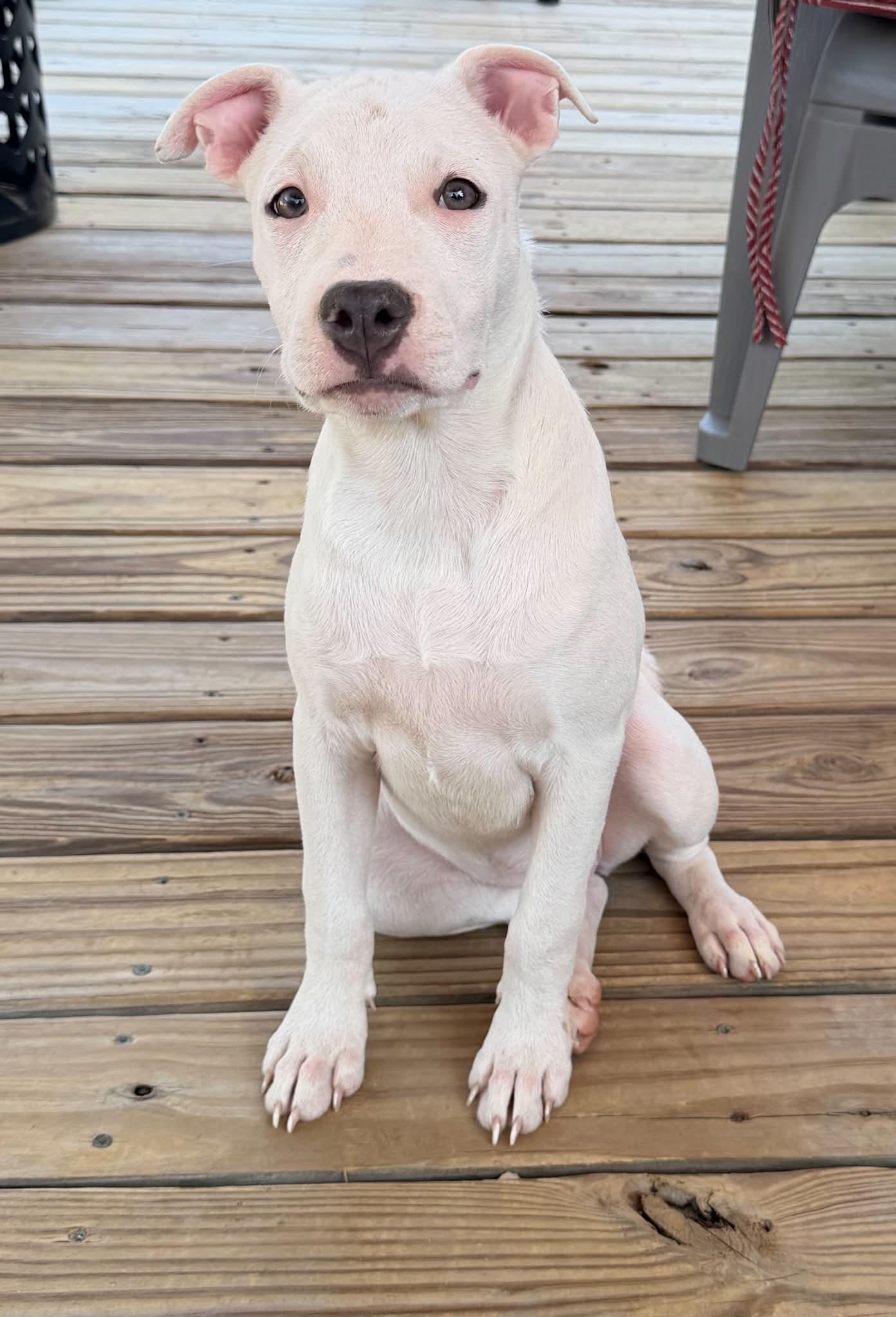 Enlarge Zoey (Kendra-fostered in New England), a Adoptable mixed breed in Warwick, RI image 2/6