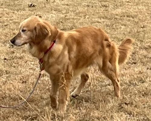 Enlarge Millie #24, an adoptable Golden Retriever in Killingworth, CT image 4/6