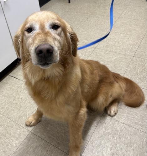 Enlarge Millie #24, an adoptable Golden Retriever in Killingworth, CT image 2/6
