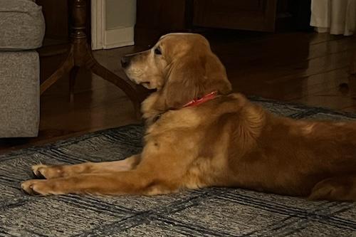 Enlarge Millie #24, an adoptable Golden Retriever in Killingworth, CT image 3/6