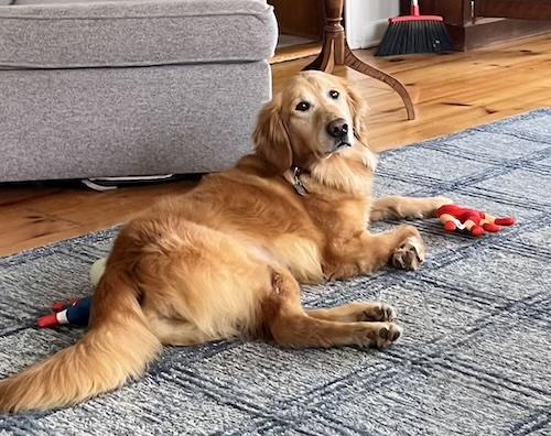 Enlarge Millie #24, an adoptable Golden Retriever in Killingworth, CT image 1/6