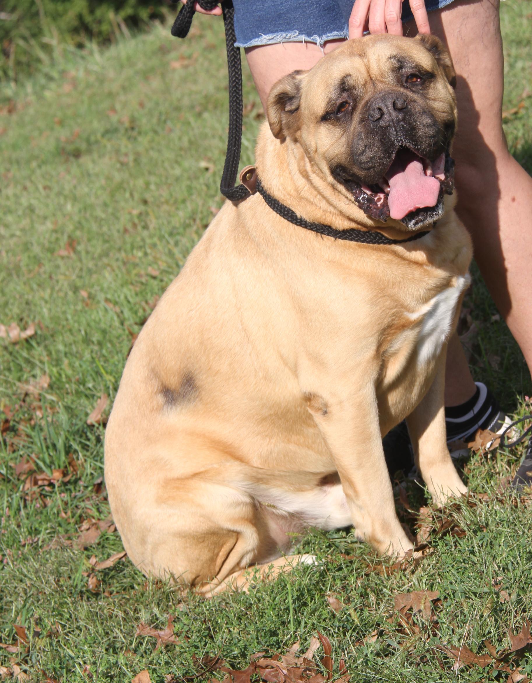 Moose (Neutered) (Bonded Pair w/Hazard) (Photos 9/28/2025), an adoptable Bullmastiff in Marietta, OH, 45750 | Photo Image 1