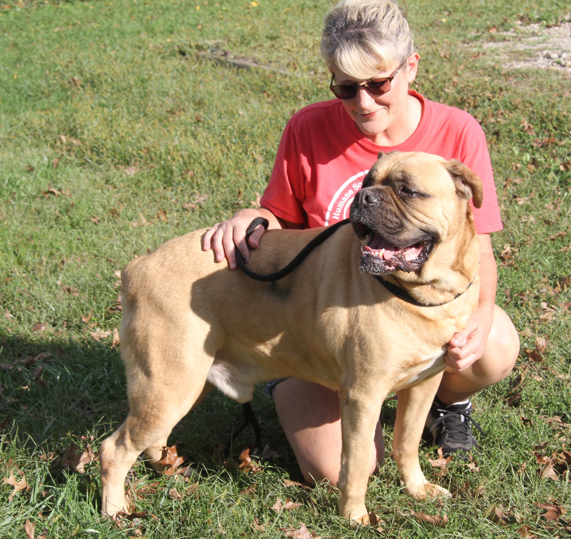 Moose (Neutered) (Bonded Pair w/Hazard) (Photos 9/28/2025), an adoptable Bullmastiff in Marietta, OH, 45750 | Photo Image 5