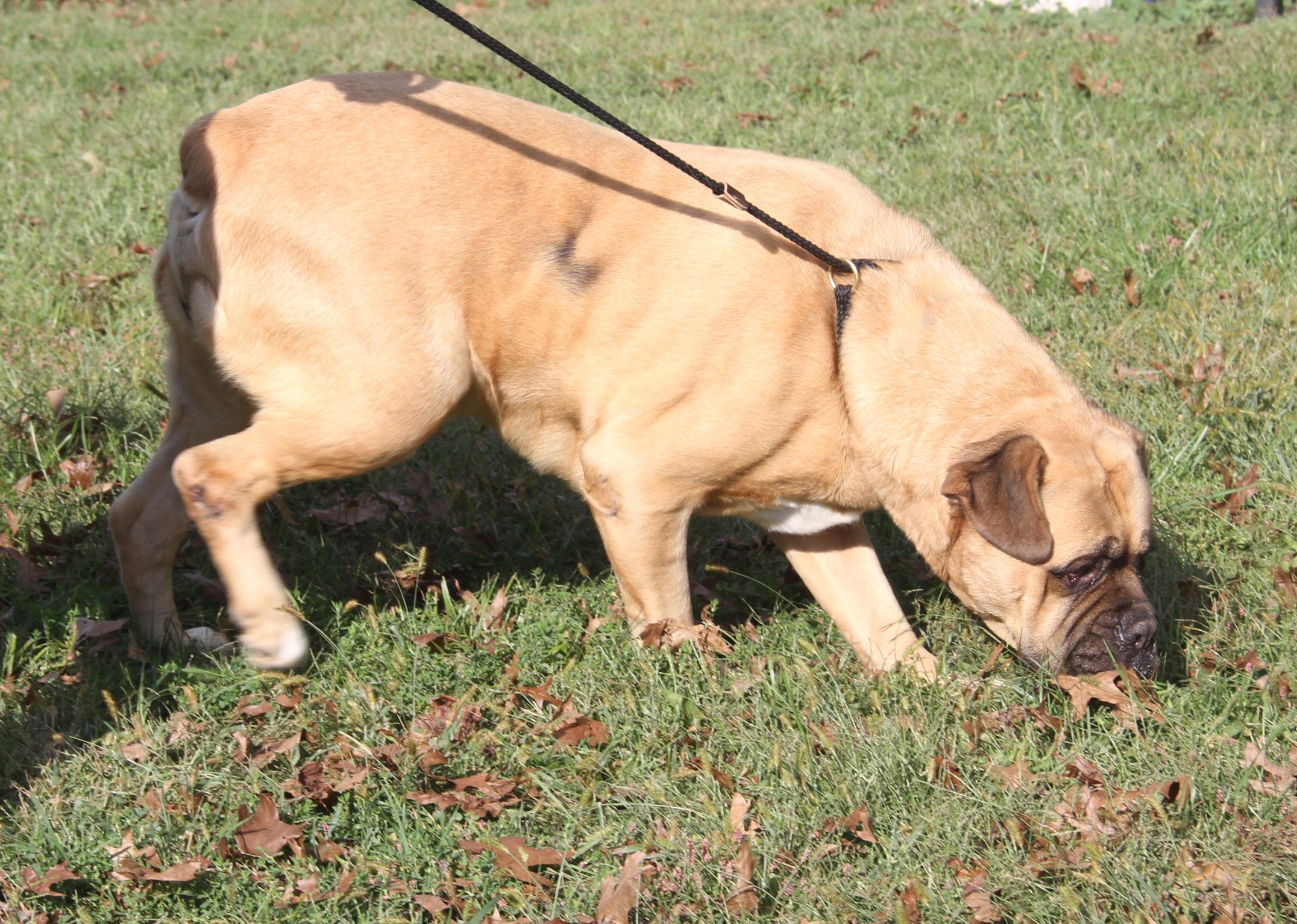 Moose (Neutered) (Bonded Pair w/Hazard) (Photos 9/28/2025), an adoptable Bullmastiff in Marietta, OH, 45750 | Photo Image 6