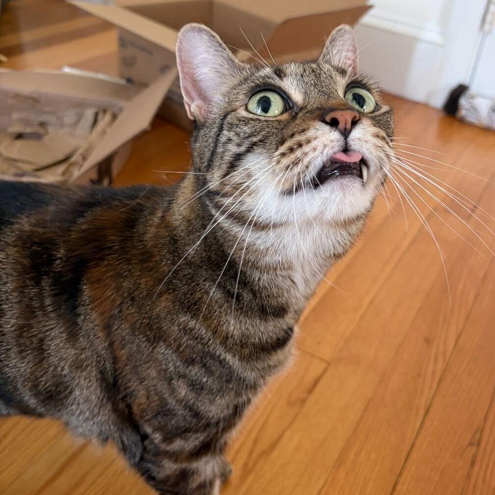 Nena, Adoptable, Senior Female Domestic Short Hair.