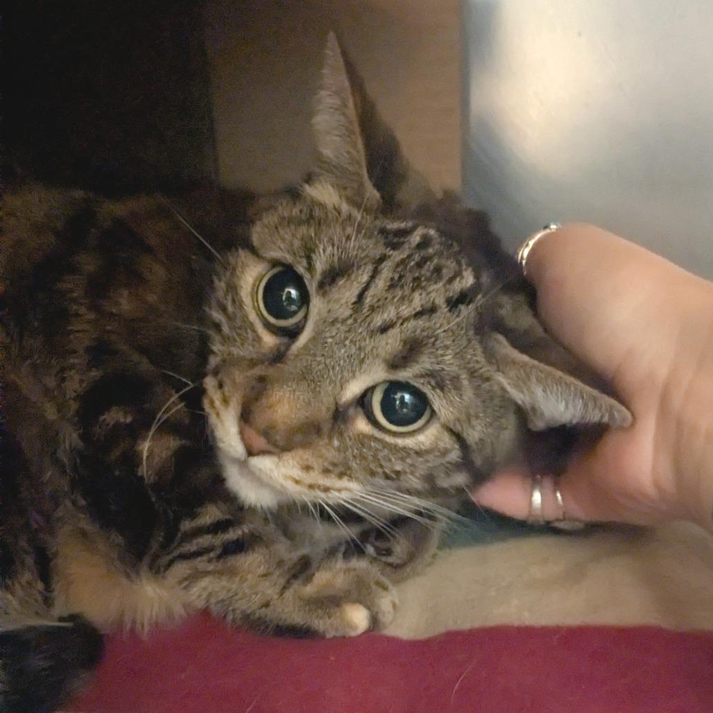 Enlarge Nena, a Adoptable Domestic Short Hair in Providence, RI image 2/6