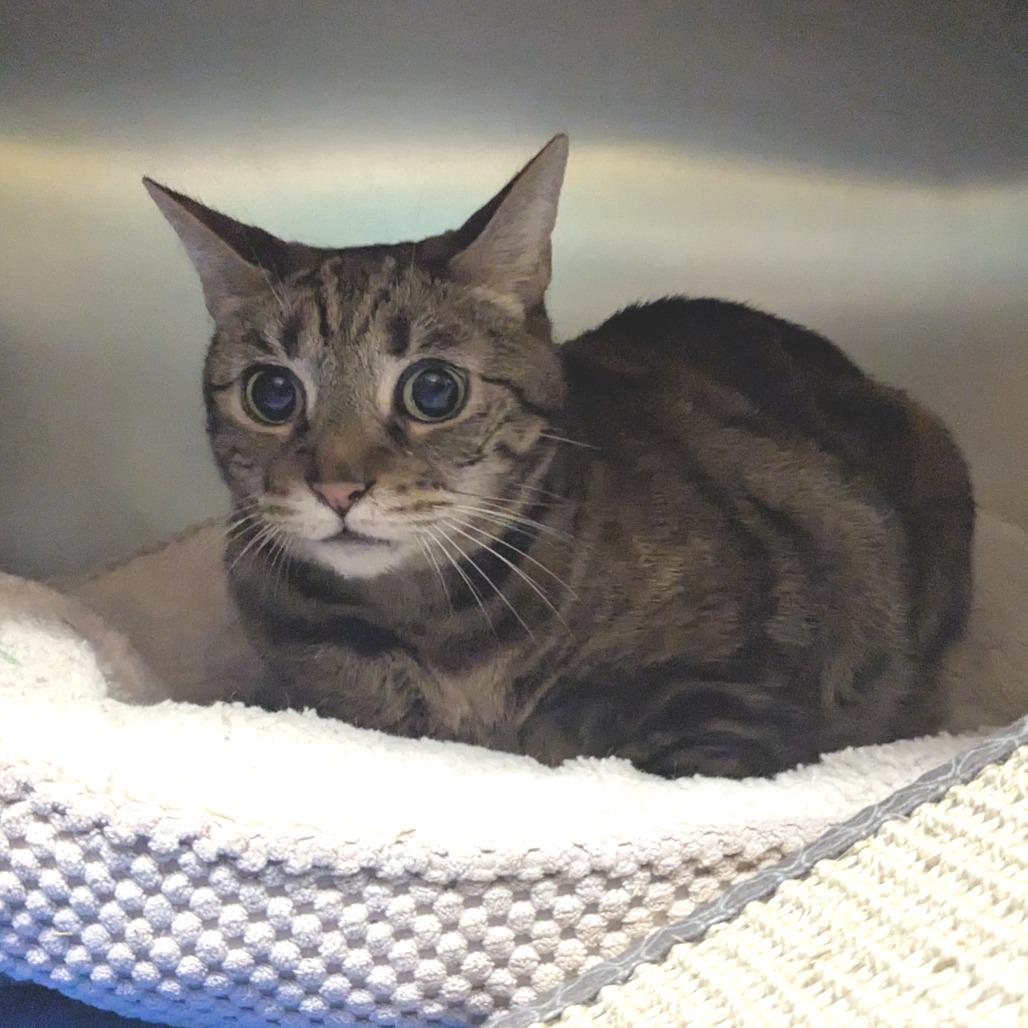 Enlarge Nena, a Adoptable Domestic Short Hair in Providence, RI image 3/6