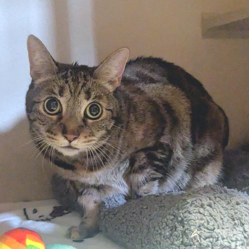 Enlarge Nena, a Adoptable Domestic Short Hair in Providence, RI image 4/6