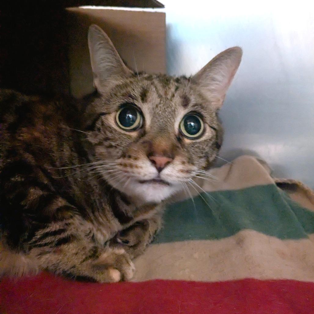 Enlarge Nena, a Adoptable Domestic Short Hair in Providence, RI image 5/6