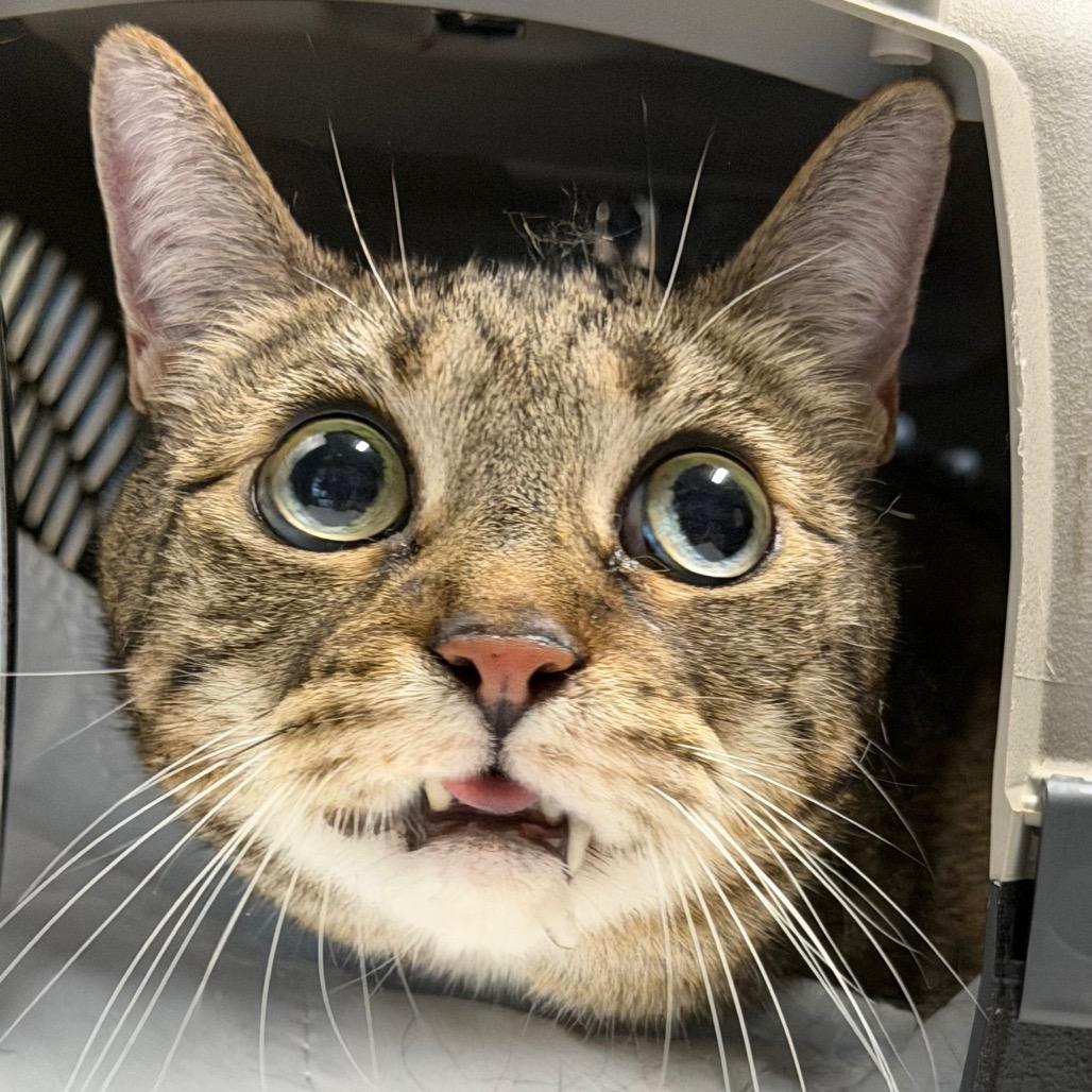 Enlarge Nena, a Adoptable Domestic Short Hair in Providence, RI image 6/6