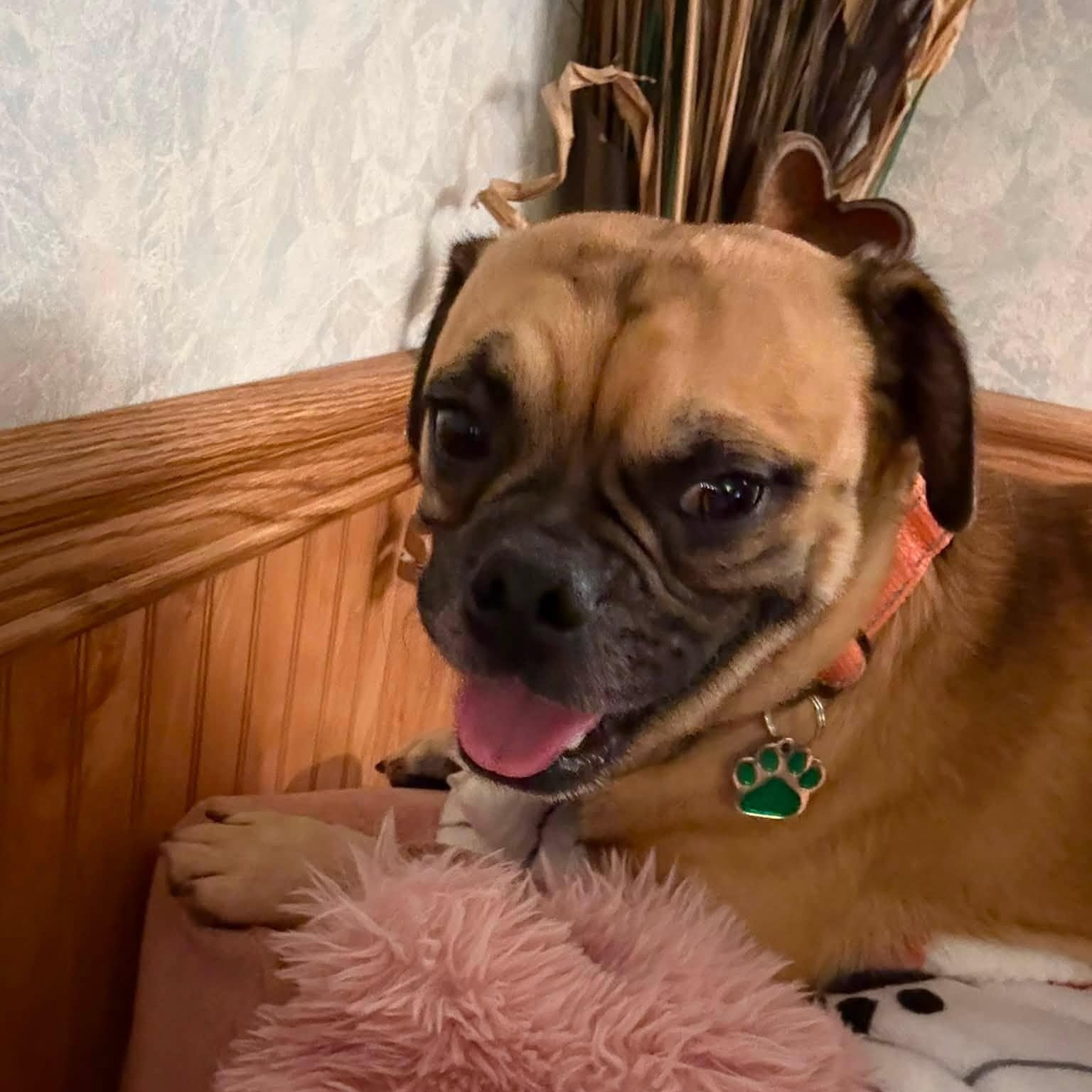 Enlarge Pinto, a Adoptable mixed breed in Grafton, OH image 5/5