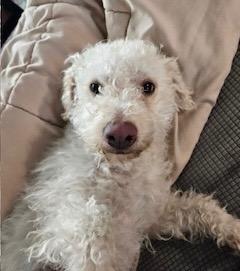 Yuki, Adoptable, Adult Male Poodle.