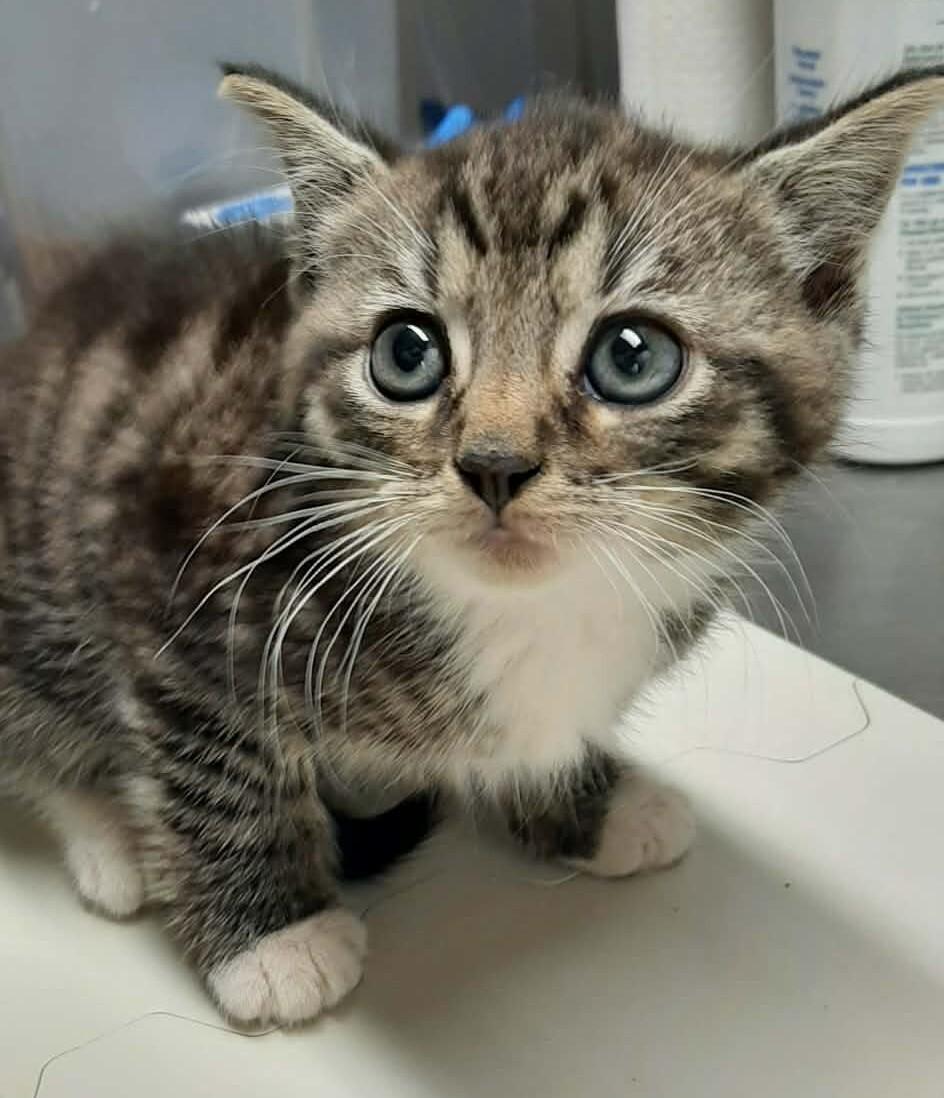 Robin, a Adoptable Domestic Short Hair in Georgetown, OH image 1/2