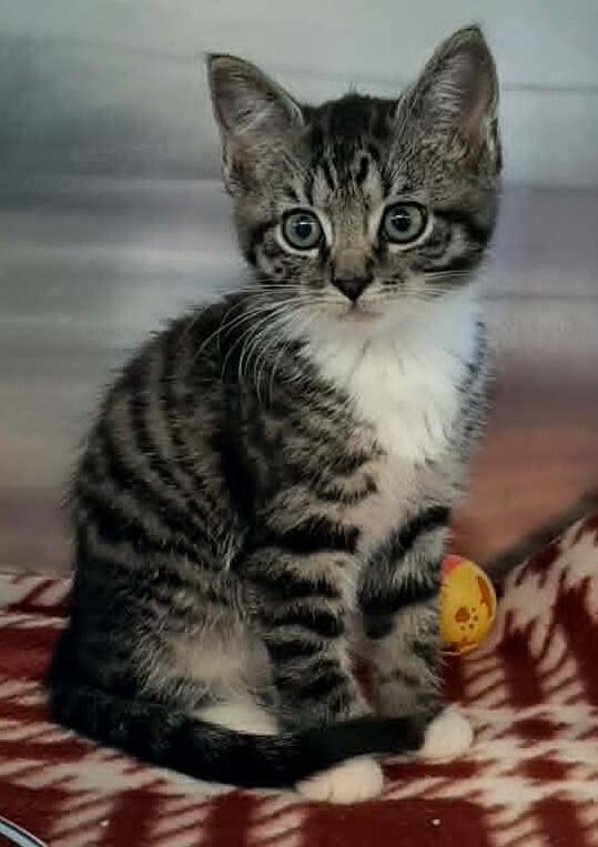 Robin, a Adoptable Domestic Short Hair in Georgetown, OH image 2/2