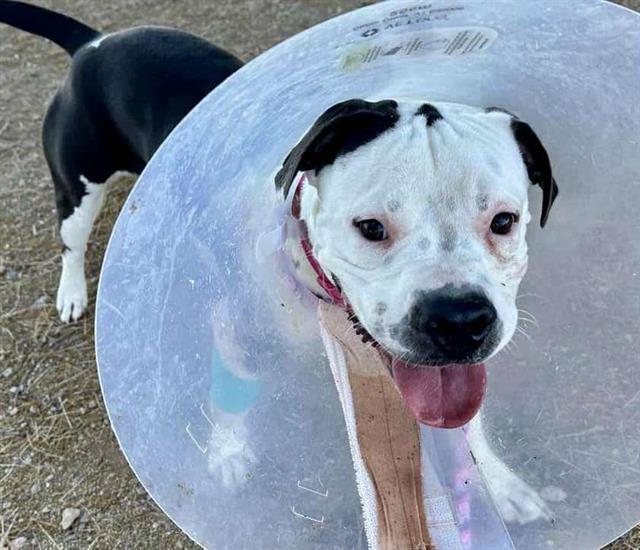 Enlarge DOTTIE DOT*, a Adoptable American Bulldog in Tucson, AZ image 1/1