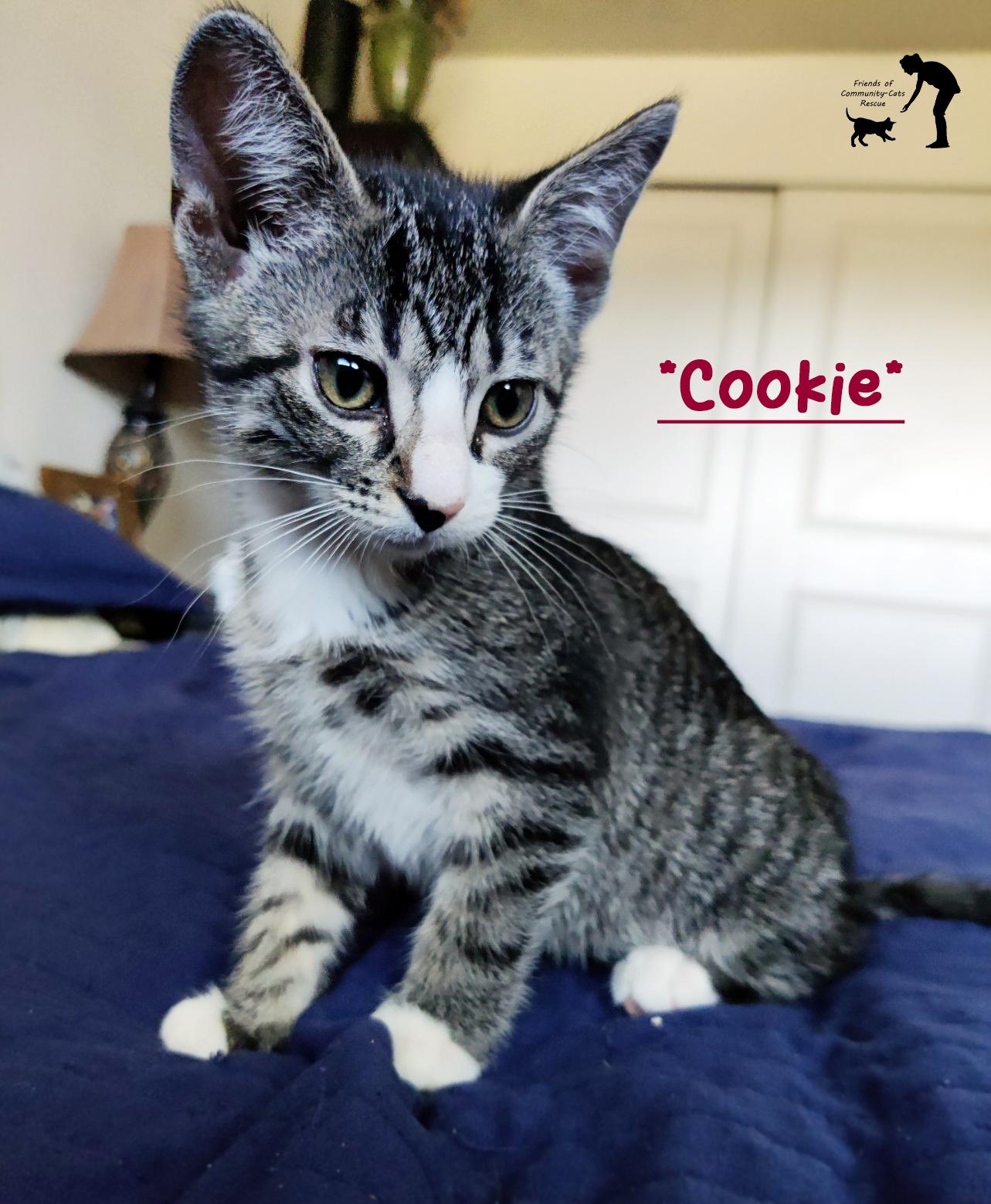 Enlarge Cookie, a ADOPTABLE Domestic Short Hair in Centerville, UT image 1/1
