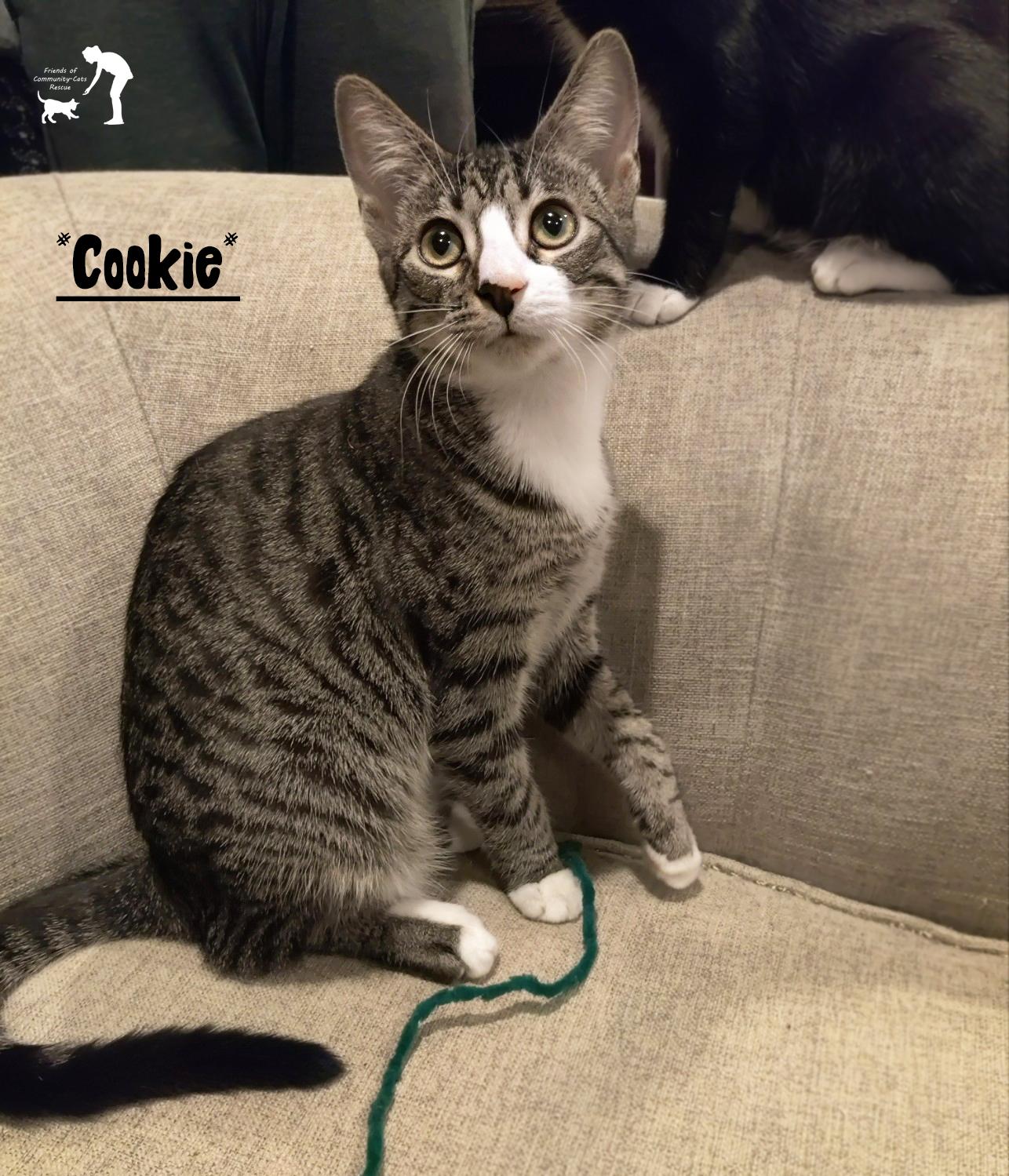 Cookie, Adoptable, Kitten Female Domestic Short Hair.