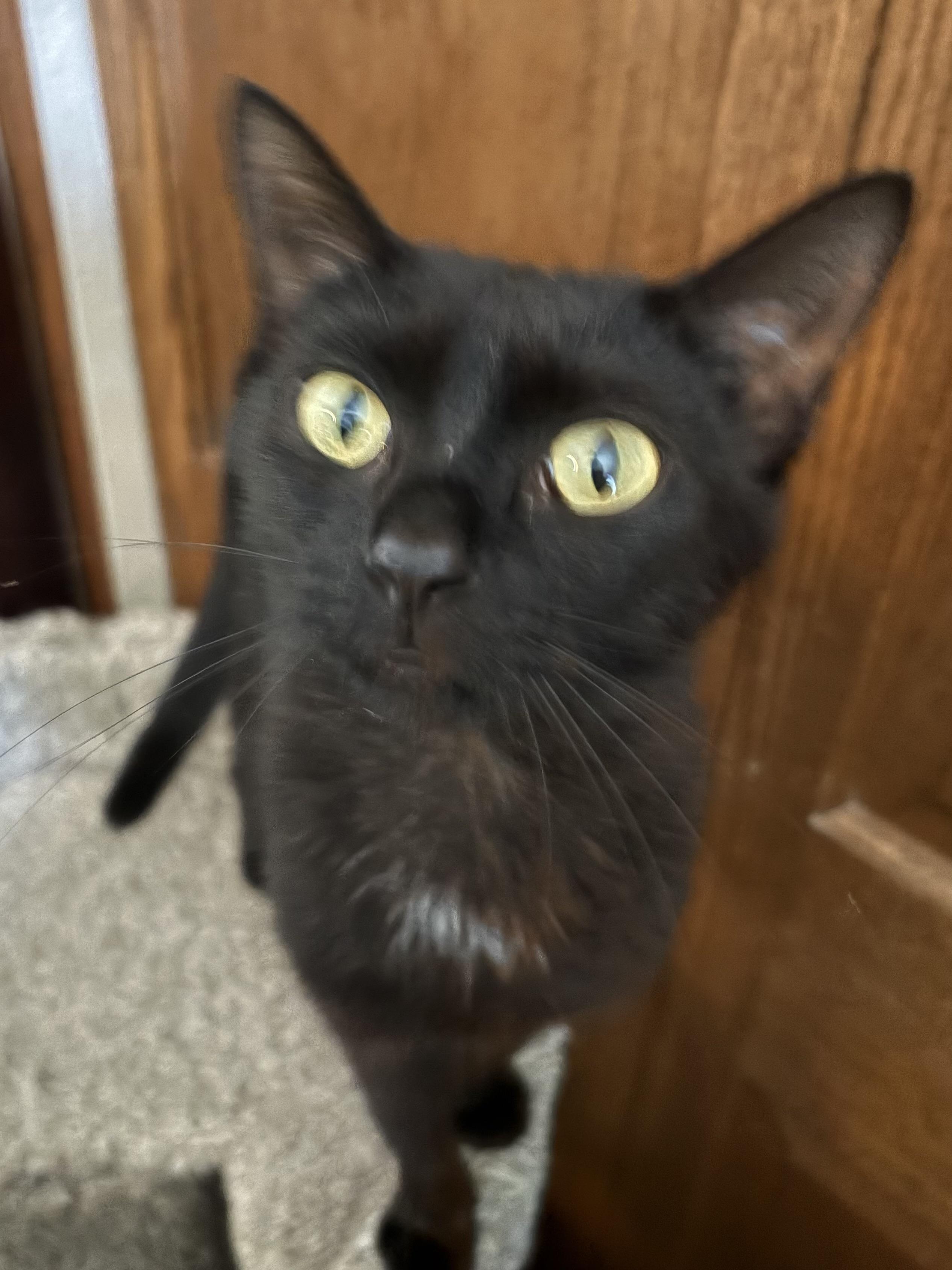 Willow, an adopted Domestic Short Hair in Belvidere, IL image 1/3