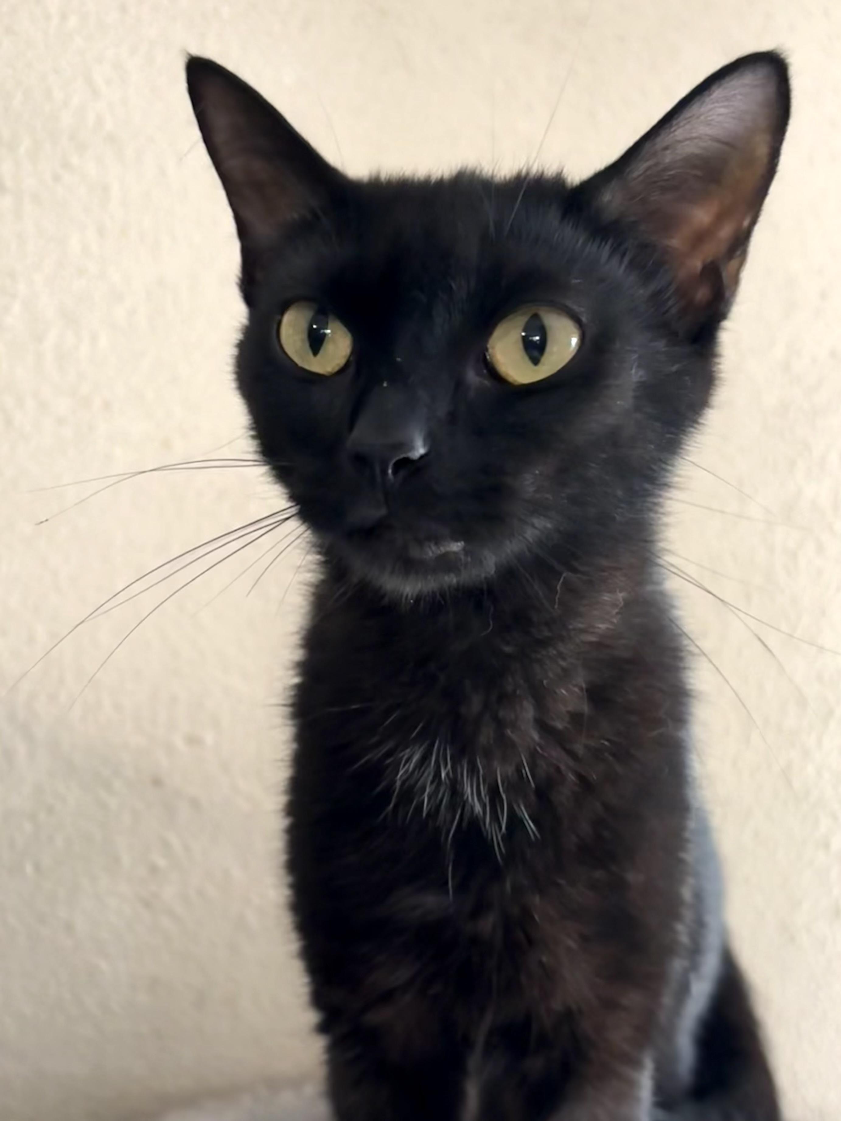Willow, an adopted Domestic Short Hair in Belvidere, IL image 3/3