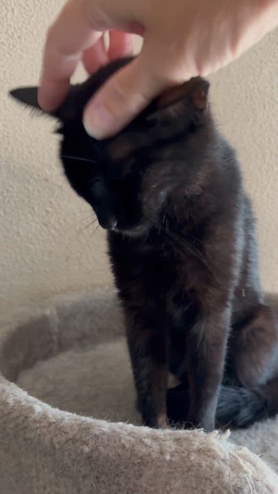 Enlarge Willow, an adopted Domestic Short Hair in Belvidere, IL video 2/3