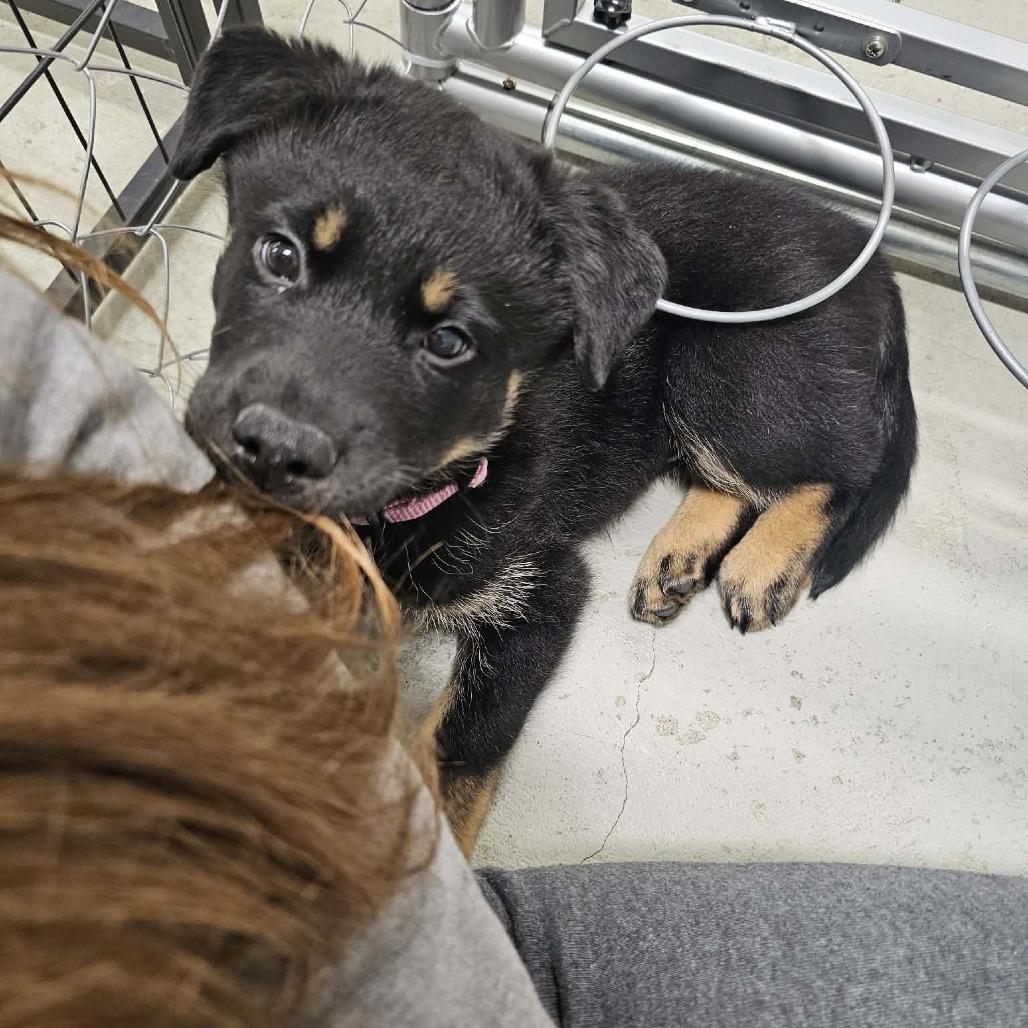 Enlarge Mercury, a Adoptable mixed breed in Victoria, BC image 2/3