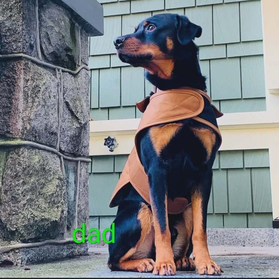 Enlarge Mercury, a Adoptable mixed breed in Victoria, BC image 3/3