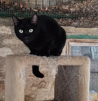 DC, a Adoptable mixed breed in Bulverde, TX image 1/12