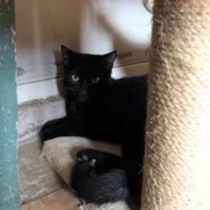 DC, a Adoptable mixed breed in Bulverde, TX image 2/12