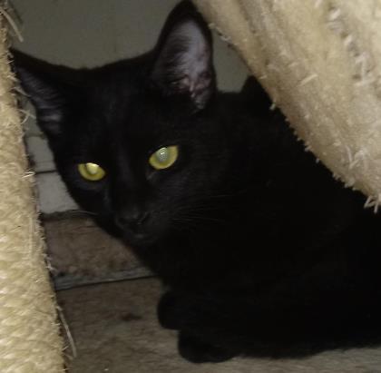 DC, a Adoptable mixed breed in Bulverde, TX image 3/12